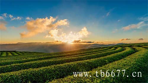 台湾乌龙茶有哪些代表名茶呢
