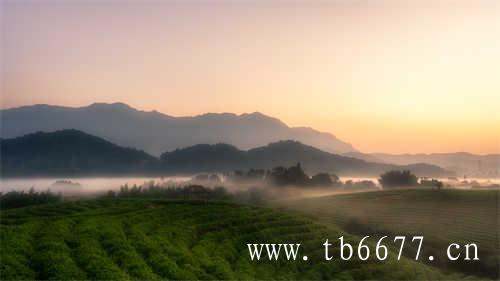 寿眉是白茶中低端茶吗