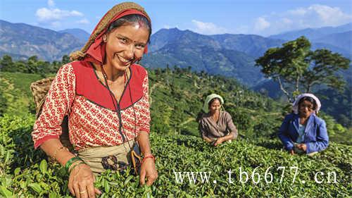 白牡丹茶~茶中珍品