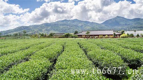 郑州茶博会|鼎白牡丹共同品鉴会