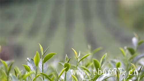 寿眉的药用价值