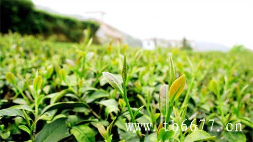 茶情报|茶情报茶情报