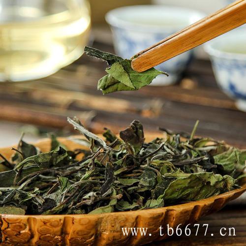 福鼎白茶的功效