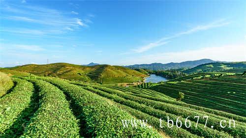 茶香古今