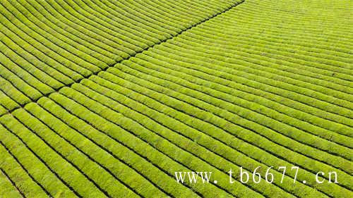 白茶和绿茶有什么区别