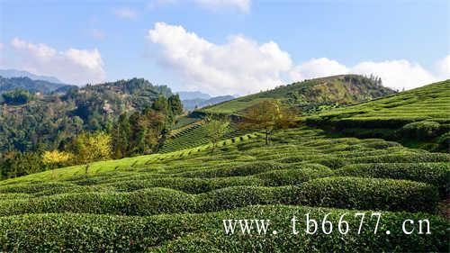 白茶压饼能延长茶叶的保质期