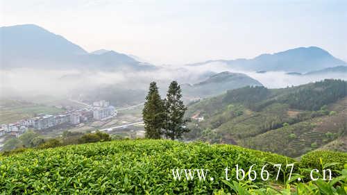 白茶标准化测试标准(5.1)