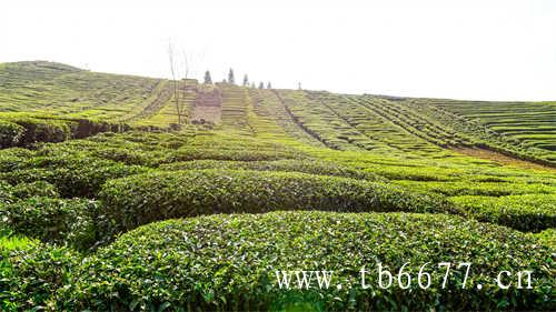 懂不懂茶不重要