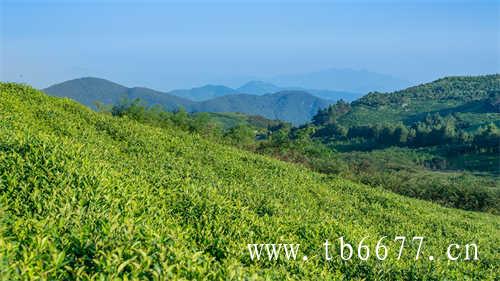 福建白茶产地分布在哪些地方