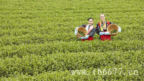 老白茶是红茶还是绿茶