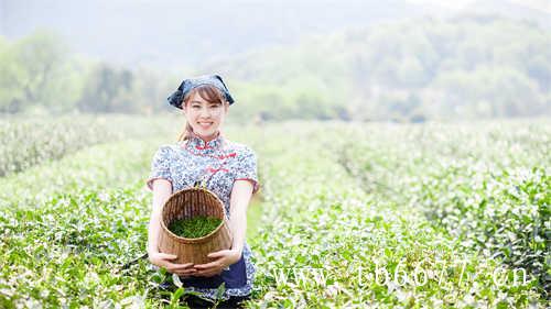 chabiubiu高端原叶特调茶的特点