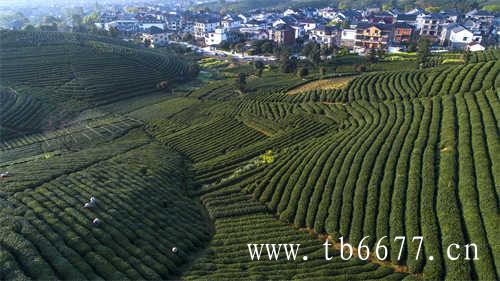 青岛茶博会|茗星之战巅峰对决