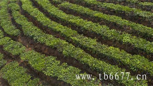 新茶的正确冲泡方式你知道吗