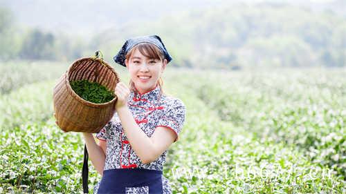 桂花乌龙茶桂花乌龙茶