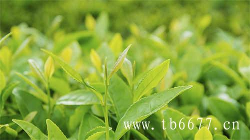 乌龙茶的初识指南(一)