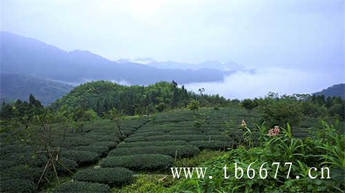 乌龙茶有哪些种类