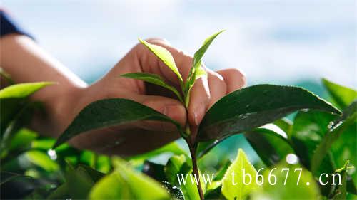 乌龙茶可以煮吗