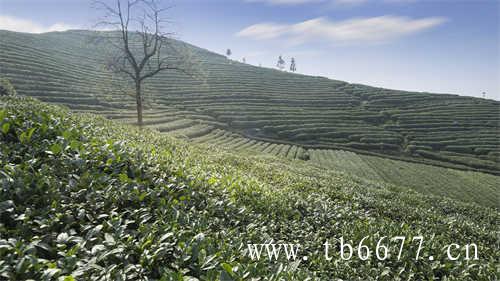 安溪白茶是什么茶