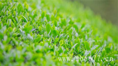 福鼎白茶茶饼如何存放