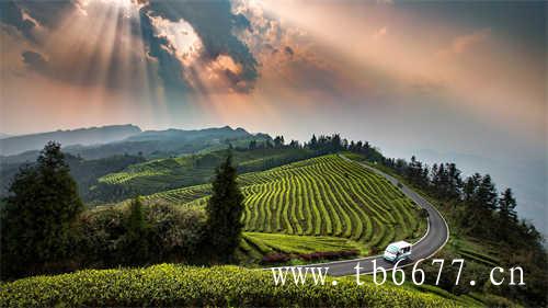 2020年福鼎太姥山白牡丹限时特惠