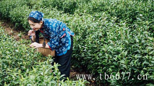 白茶到底能不能煮