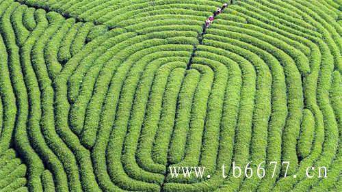 白牡丹茶是中国福建历史名茶