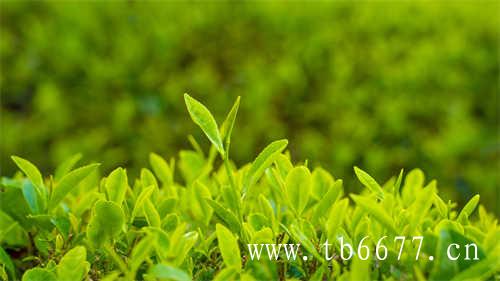 乌龙茶有哪些品牌