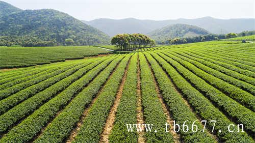 茶梗有哪些营养价值