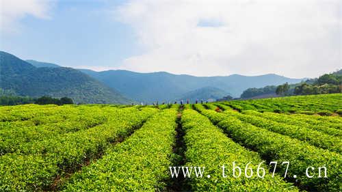 贡眉白茶和白牡丹白茶的区别