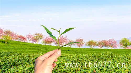 老寿眉散茶毫香(稻谷香)