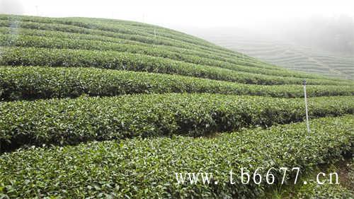海丝国际杯斗茶赛即将举行