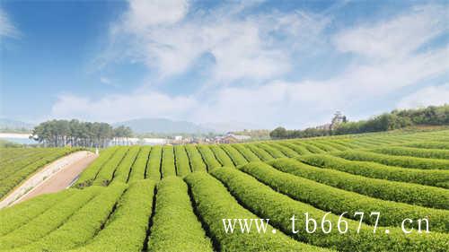 让茶果味茶系列新品上市