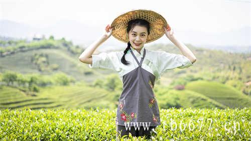 白牡丹茶~茶中珍品