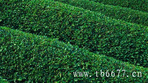 福鼎白茶茶饼存放方法
